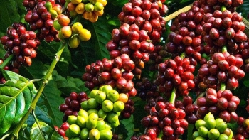 Giá cà phê hôm nay 22/5: Tiếp tục trượt dốc