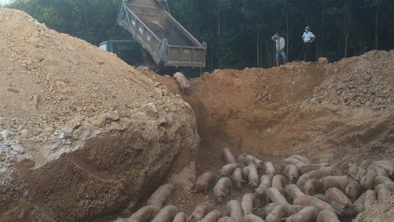 Quảng Trị: Tiêu hủy gần 1.000 con lợn nhập khẩu bị nhiễm dịch