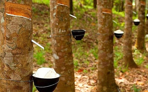 Giá cao su hôm nay 24/5: Cao su thiên nhiên đã bắt đầu tăng trở lại