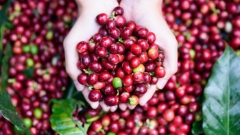 Xuất khẩu cà phê ước đạt 720 nghìn tấn trong 5 tháng