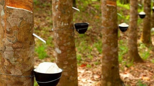 Giá cao su hôm nay 13/6: Nhuộm màu sắc đỏ phiên cuối tuần