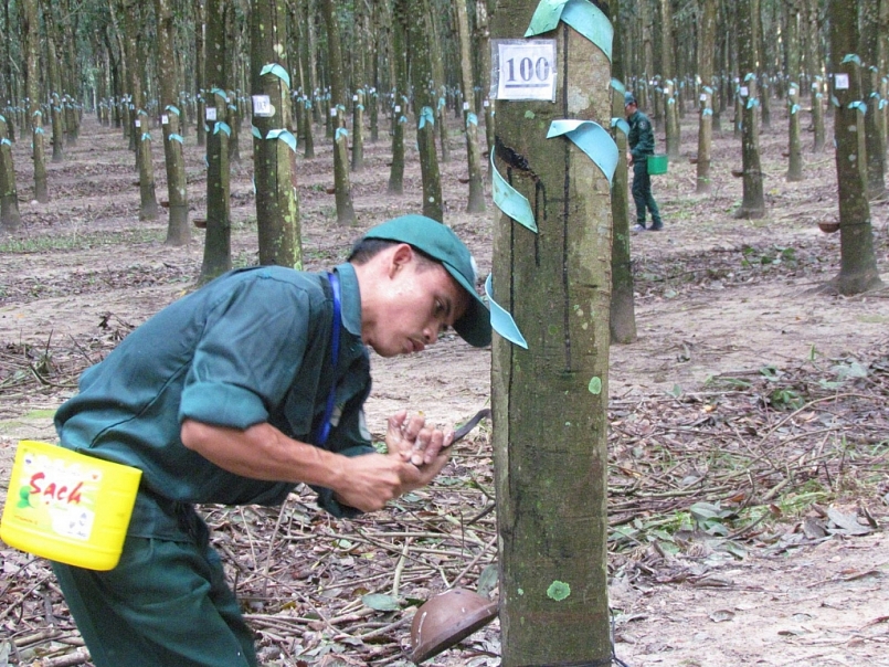 Giá cao su hôm nay 25/6: Tăng nhẹ