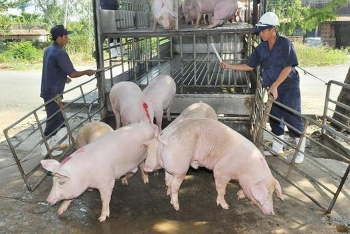 Tạm dừng nhập khẩu lợn từ Thái Lan không ảnh hưởng nhiều đến nguồn cung trong nước