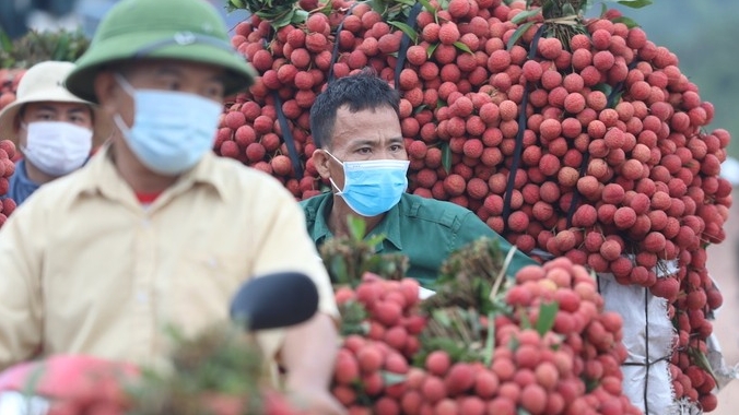 Vải thiều Bắc Giang: Một vụ mùa thắng lợi!