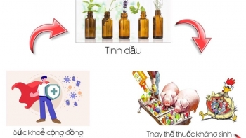 Tinh dầu – Tiềm năng thay thế sử dụng kháng sinh trong chăn nuôi