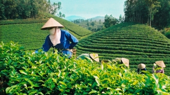 Xuất khẩu chè được dự báo tăng trưởng khả quan trong nửa cuối năm 2021