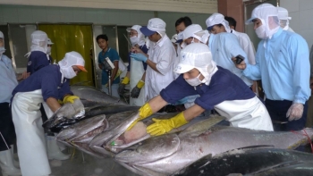 Xuất khẩu cá ngừ sang Trung Đông tăng 7%