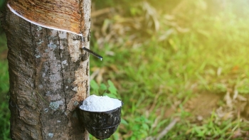 Giá cao su hôm nay 13/7: Thị trường Nhật Bản khởi sắc