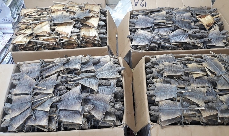 hơn 500 kg tắc kè khô nhập khẩu trái phép từ Indonesia về sân bay quốc tế Nội Bài vừa được lực lượng Hải quan phát hiện, bắt giữ.