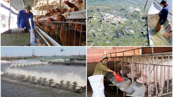 Chủ động chống dịch, bảo đảm sản xuất thủy sản, chăn nuôi an toàn, hiệu quả