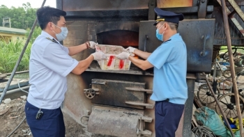 Quảng Ninh: Bắt giữ, tiêu hủy 2.200 con vịt giống nhập lậu