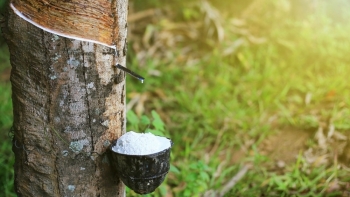 Giá cao su hôm nay 7/8: Điều chỉnh trái chiều