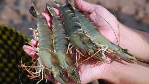 Doanh nghiệp Hàn Quốc cần tìm nhà cung cấp tôm thẻ chân trắng đông lạnh