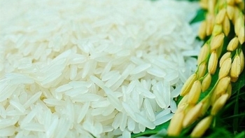 Giá gạo hôm nay 18/8: Xu hướng giảm