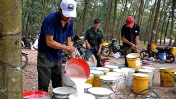 Cập nhật giá cao su hôm nay 18/11: Trái chiều trên các sàn