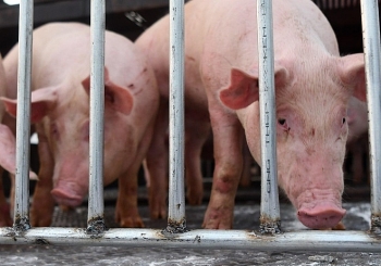 Tạm dừng nhập khẩu lợn sống từ Thái Lan để giết mổ làm thực phẩm
