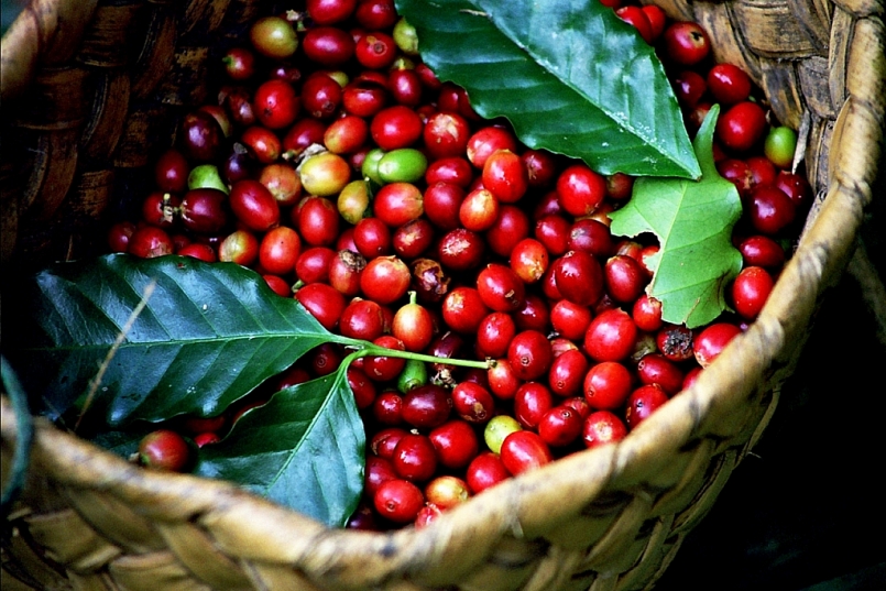 Giá cà phê hôm nay 2/10: Đồng loạt giảm xuống dưới 31.500 đồng/kg