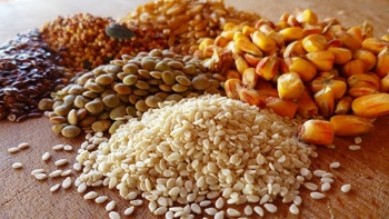 Nhập khẩu thức ăn chăn nuôi và nguyên liệu tháng 9 tăng hơn 35%
