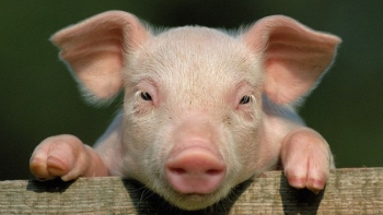 Giá thịt lợn hôm nay 20/11: Đi ngang tại nhiều tỉnh thành