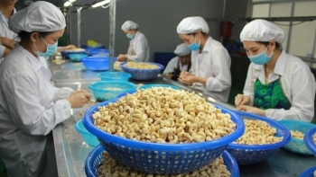 Xuất khẩu hạt điều sang thị trường Anh giảm mạnh