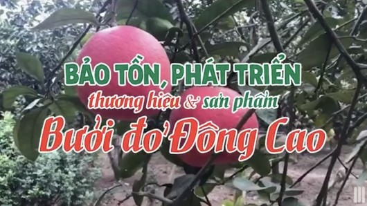 Thương hiệu Bưởi đỏ Đông Cao: Giống “Bưởi Tài Lộc” quý hiếm hơn 60 năm