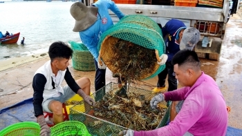 Phú Yên: 'Giải cứu' tôm hùm cho người dân trước mùa mưa bão