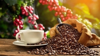 Giá cà phê hôm nay 13/2: Tăng nhẹ 100 đồng/kg
