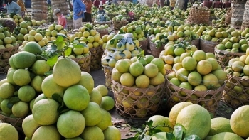 Hà Nội phát triển cây ăn quả ứng dụng công nghệ cao
