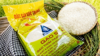 Làm sao để không mua phải gạo ST25 giả?