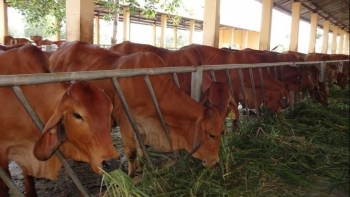 Bình Định: Nông dân làm giàu từ bò thịt chất lượng cao