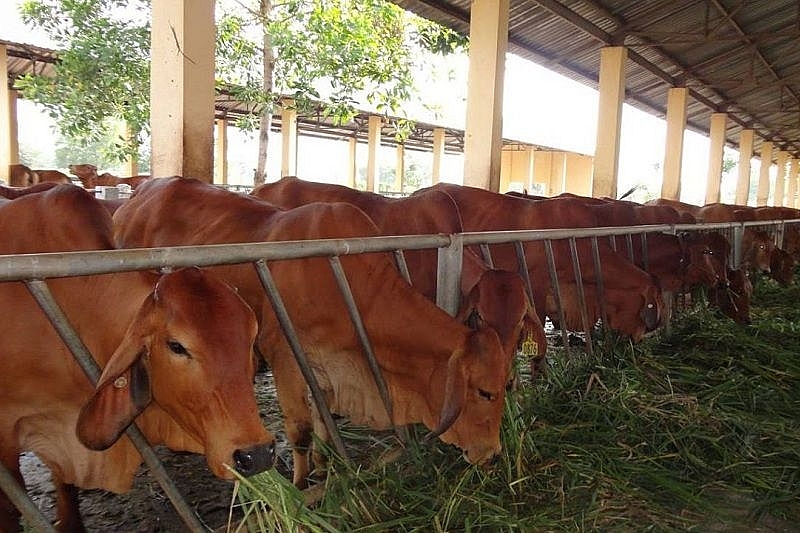 Bình Định: Nông dân làm giàu từ bò thịt chất lượng cao