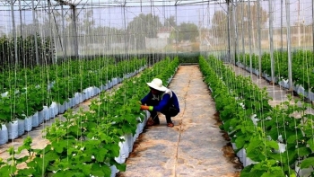 Xây dựng các vùng sản xuất nông nghiệp hữu cơ tại Tây Ninh