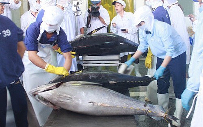 Khánh Hòa: Nhiều cơ hội phát triển chế biến, xuất khẩu cá ngừ
