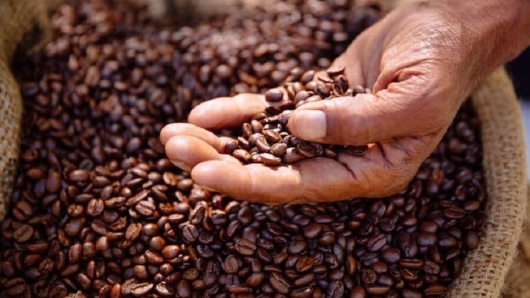 Giá cà phê hôm nay 20/10: Diễn biến tích cực