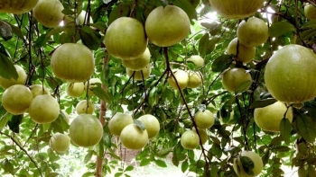 Công bố nhãn hiệu tập thể cho thương hiệu bưởi Thồ Bạch Hạ