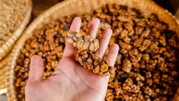 Giá cà phê hôm nay 29/10: Đợi diễn biến mới