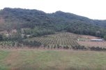 Nấm Phytophthora: Kẻ hủy diệt cây trồng