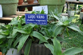 Bệnh trĩ và bài thuốc nam hiệu quả