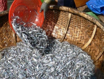 Giá nước mắm tăng cao do nguồn cung khan hiếm
