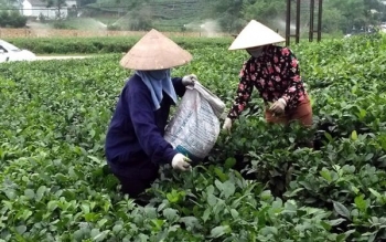 Thái Nguyên: Hỗ trợ hơn 32 tỷ đồng phát triển các dự án sản xuất liên kết theo chuỗi
