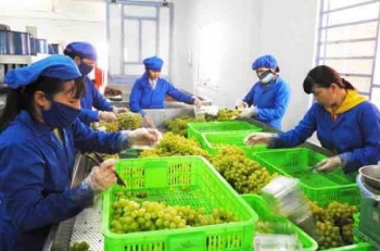 Ninh Thuận: Thu lợi lớn nhờ nông nghiệp công nghệ cao