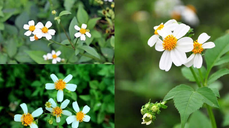 Hoa xuyến chi còn được gọi là hoa đơn buốt hay hoa đơn kim.