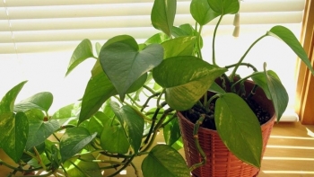 4 loại cây cảnh được trồng trong nhà tốt cho sức khỏe